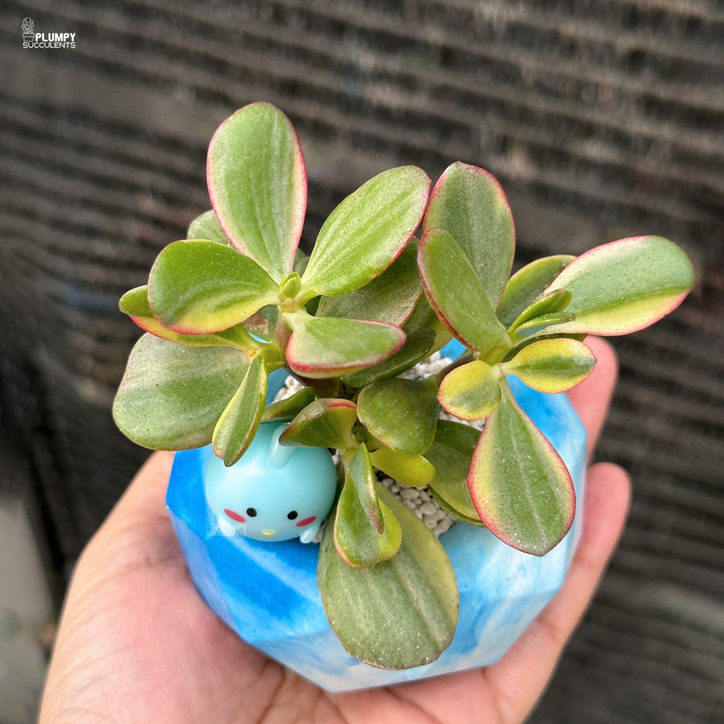 Crassula Ovata Variegated – Variegated Jade Plant