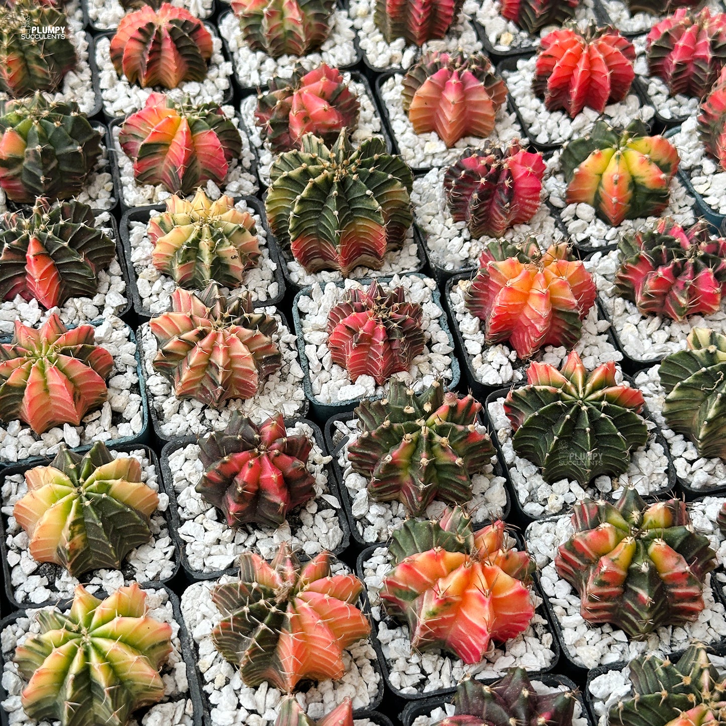 Collection of small cacti plants in pots on a white gravel background