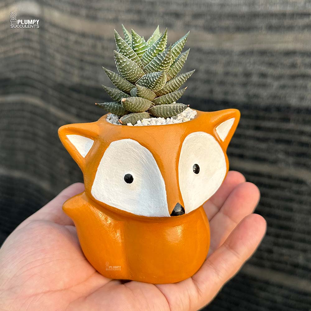 fox succulent Haworthia Coarcatata Hybrid in Fox Planter – Plumpy Succulents