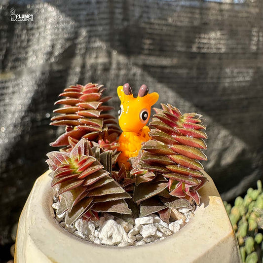 Crassula Capitella ss thyrsiflora