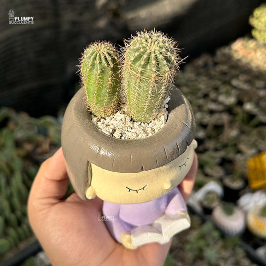 Echinopsis in Girl Reading Book Planter