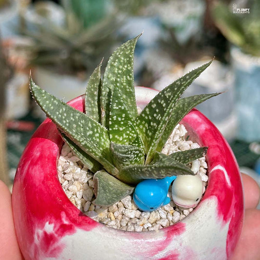 Gasteraloe Beguinii - Whale's happy place