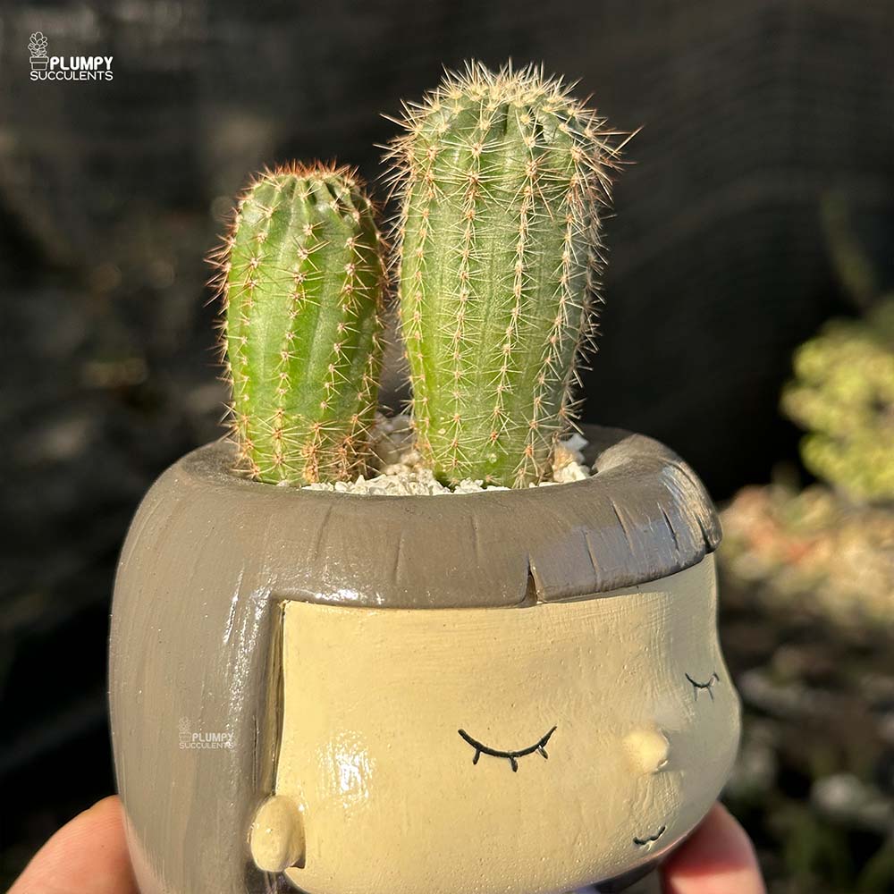 Echinopsis in Girl Reading Book Planter