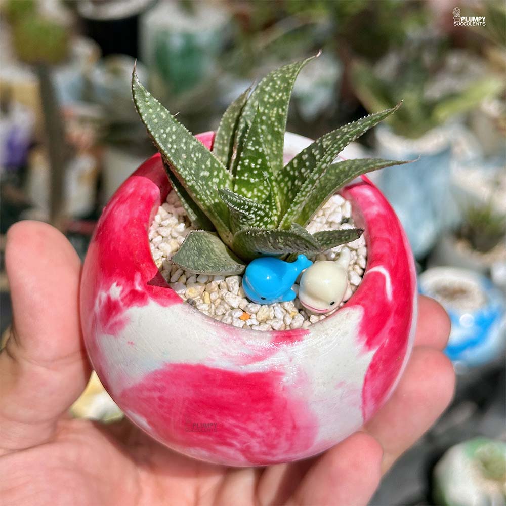 Gasteraloe Beguinii - Whale's happy place
