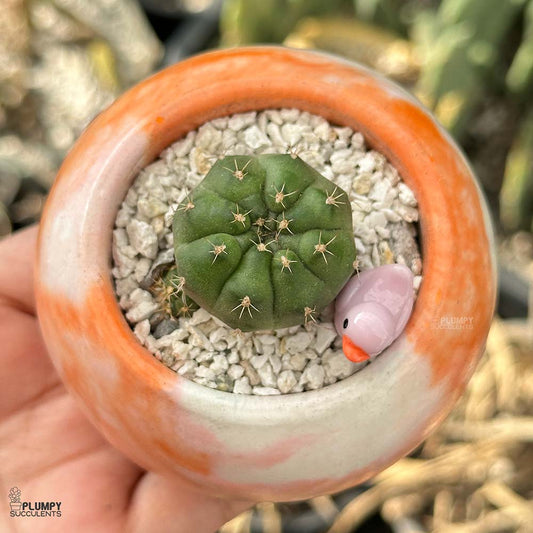 Gymnocalycium damsii