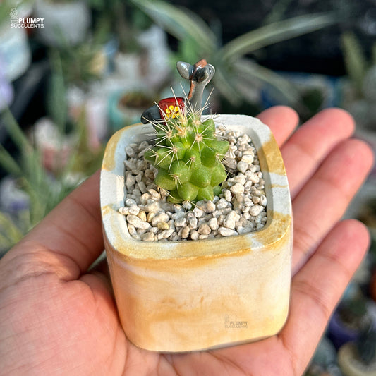 Small cactus in a decorative pot held in a hand with a blurred background