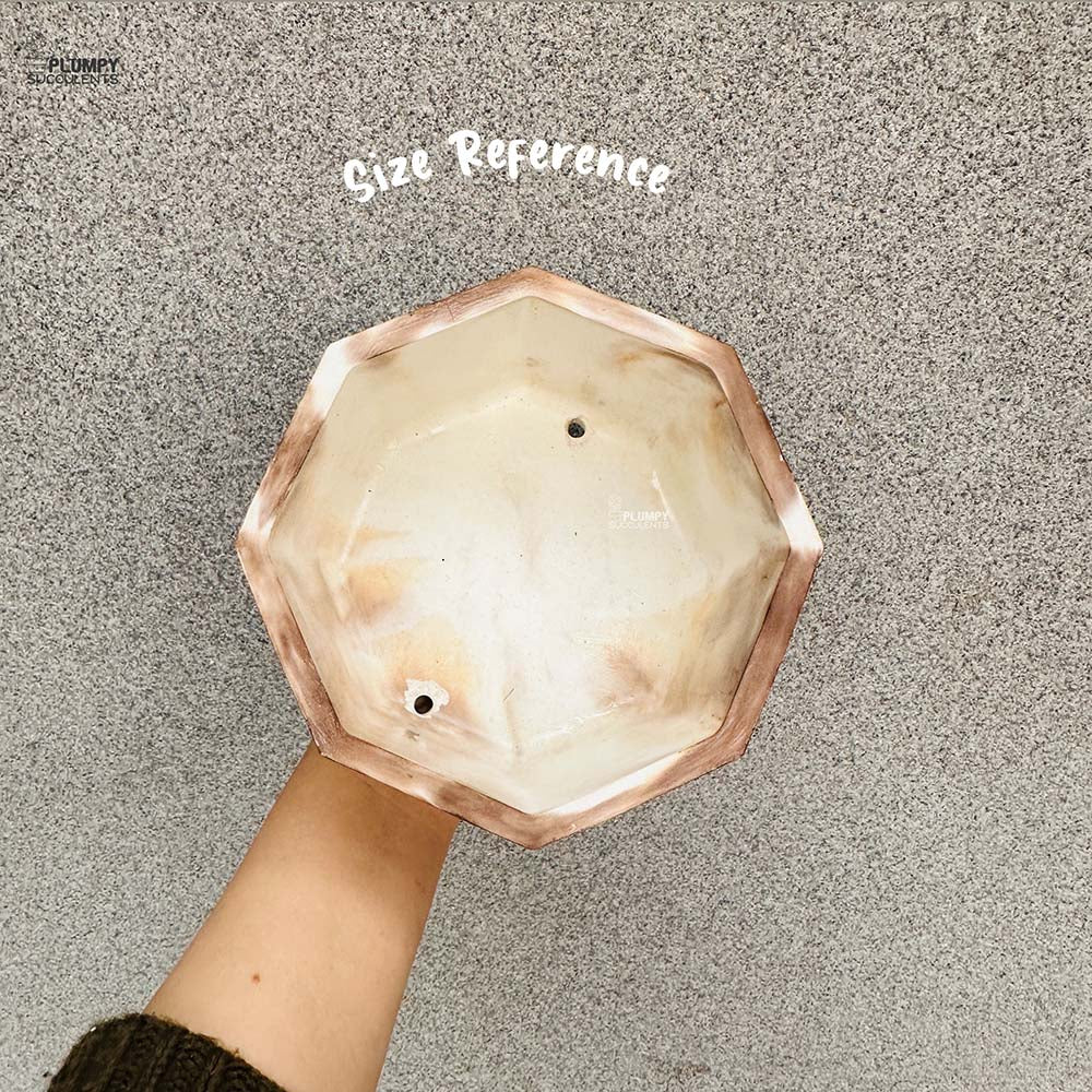 Octagonal Planter (6 Inch)