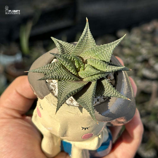 Haworthia Limifolia in Girl with Hands on Face Planter
