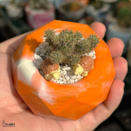 mammillaria prolifera