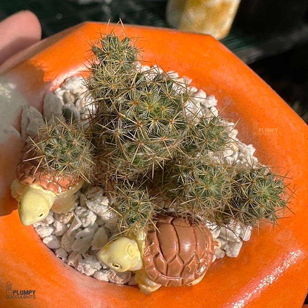 mammillaria prolifera