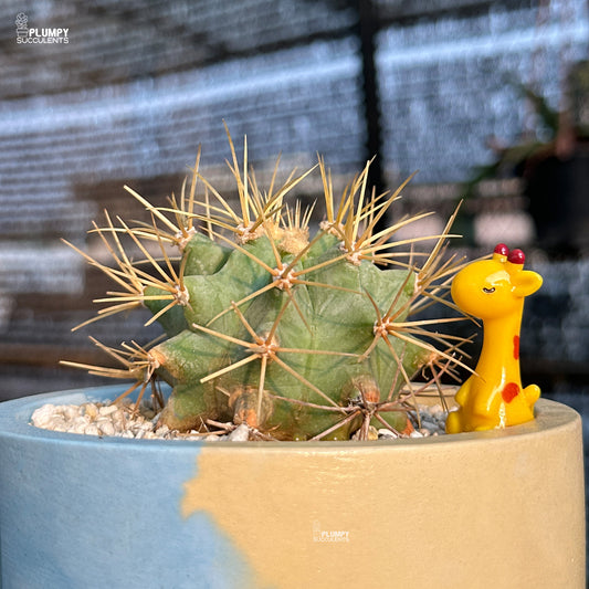 Cactus plant with a small yellow giraffe figurine in a pot