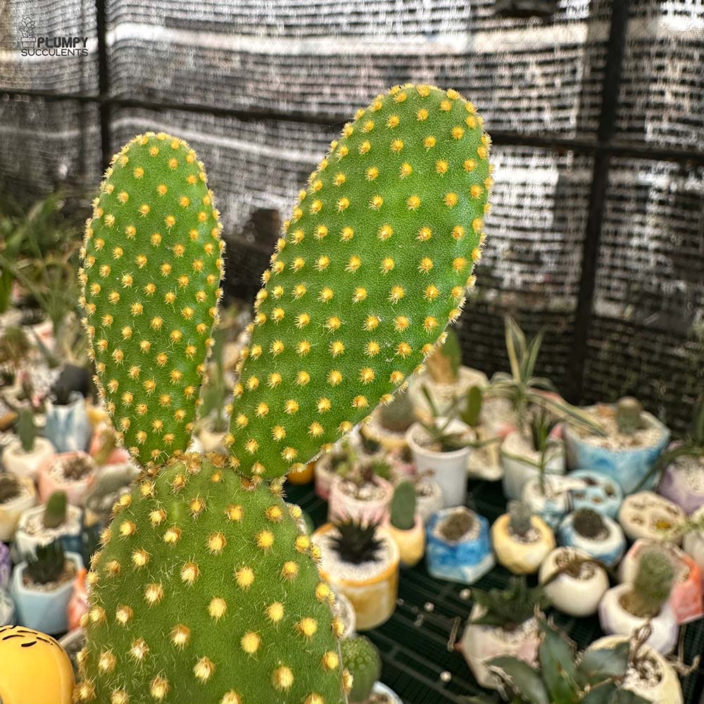 Opuntia Microdasys (Bunny Ear Cactus)