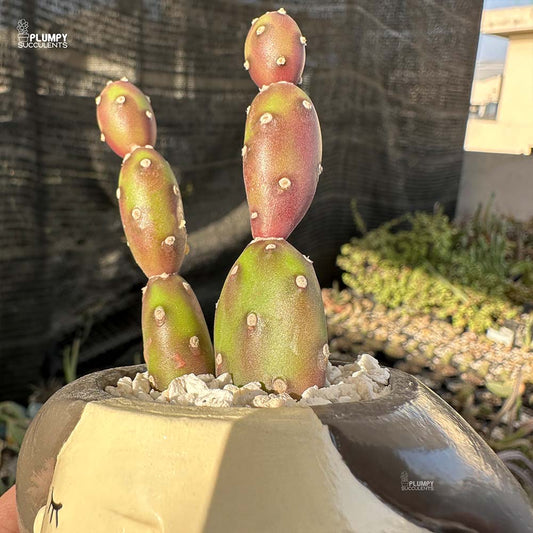 Purple Opuntia in Girl with Hands on Face Planter