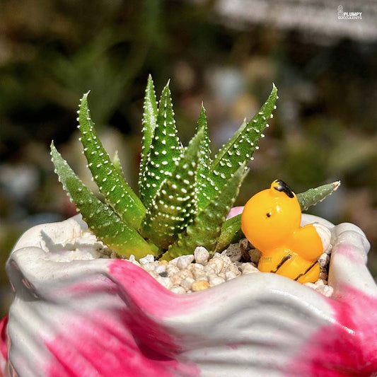 Haworthia Pumila- Honeybee jungle