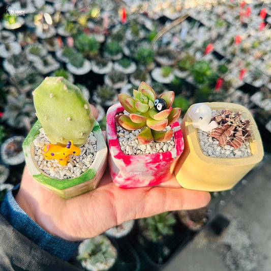 Set of 3 Succulents