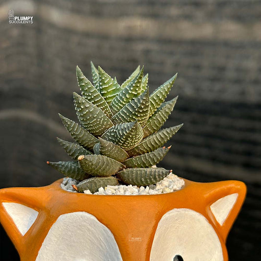 Haworthia Coarcatata Hybrid in Fox Planter