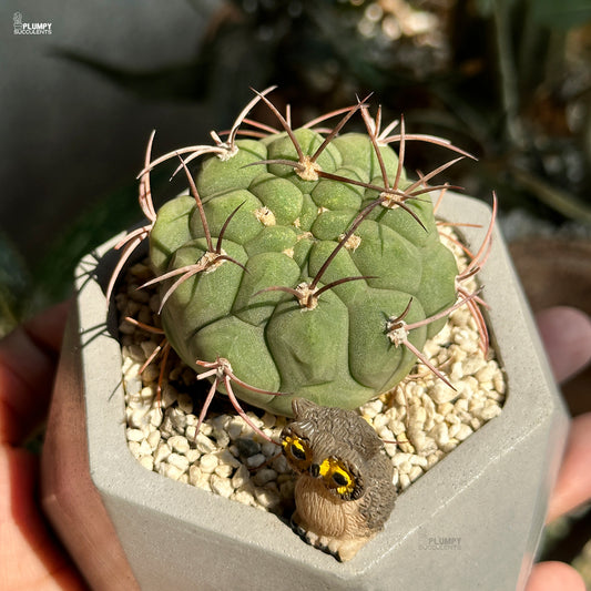 Gymnocalycium Pflanzii - An Owl Nest