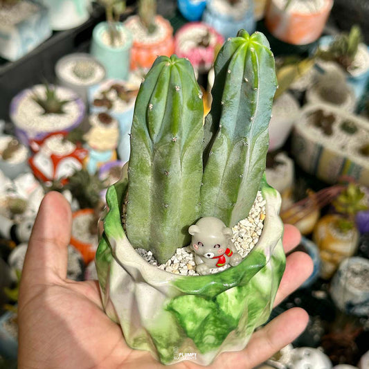 Myrtillocactus Geometrizans ( Blue Candle Cactus)