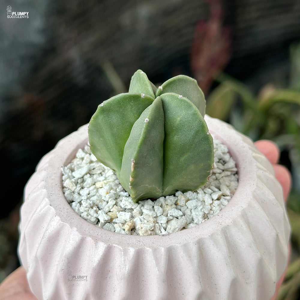 Astrophytum Myriostigma