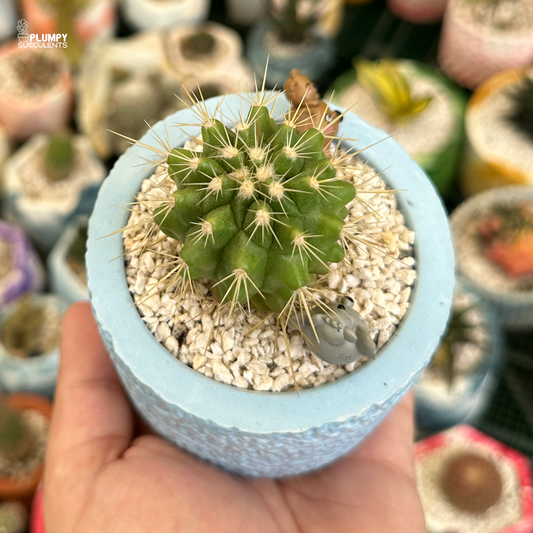 Golden Barrel Cactus