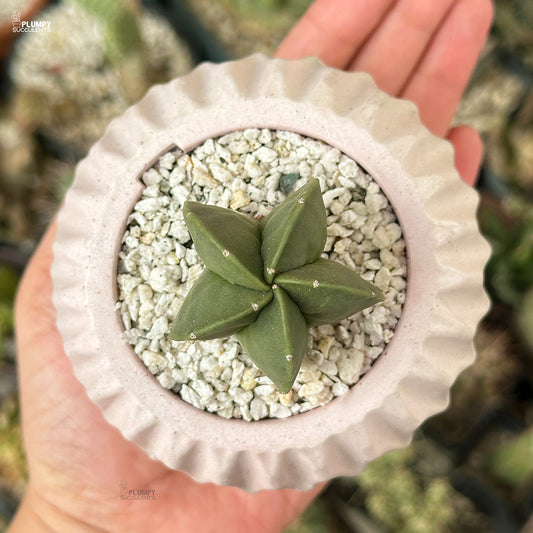 Astrophytum Myriostigma