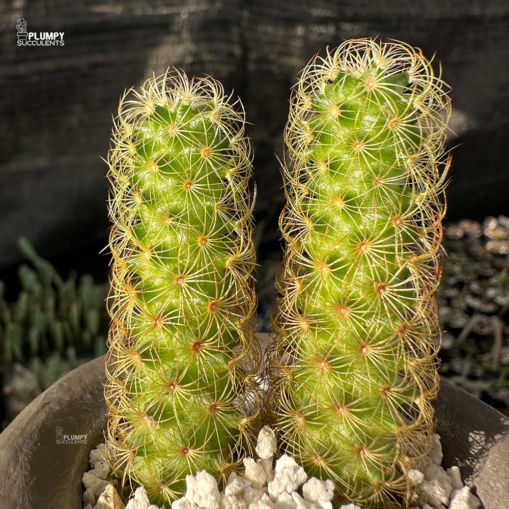 Mammillaria Elongata in Girl with Pet Fox Planter