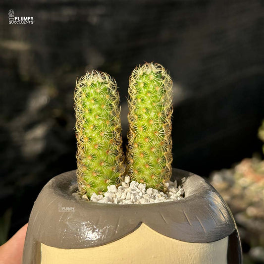 Mammillaria Elongata in Girl with Pet Fox Planter