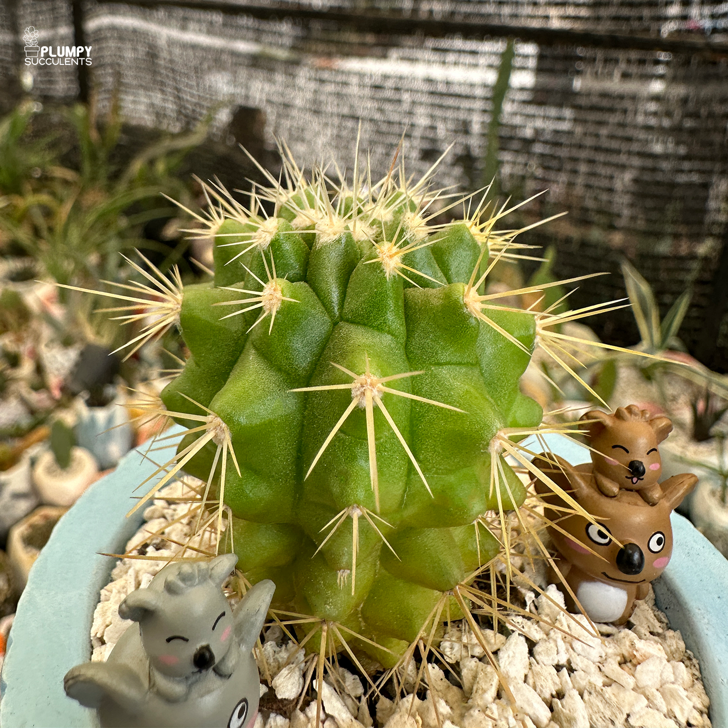 Golden Barrel Cactus