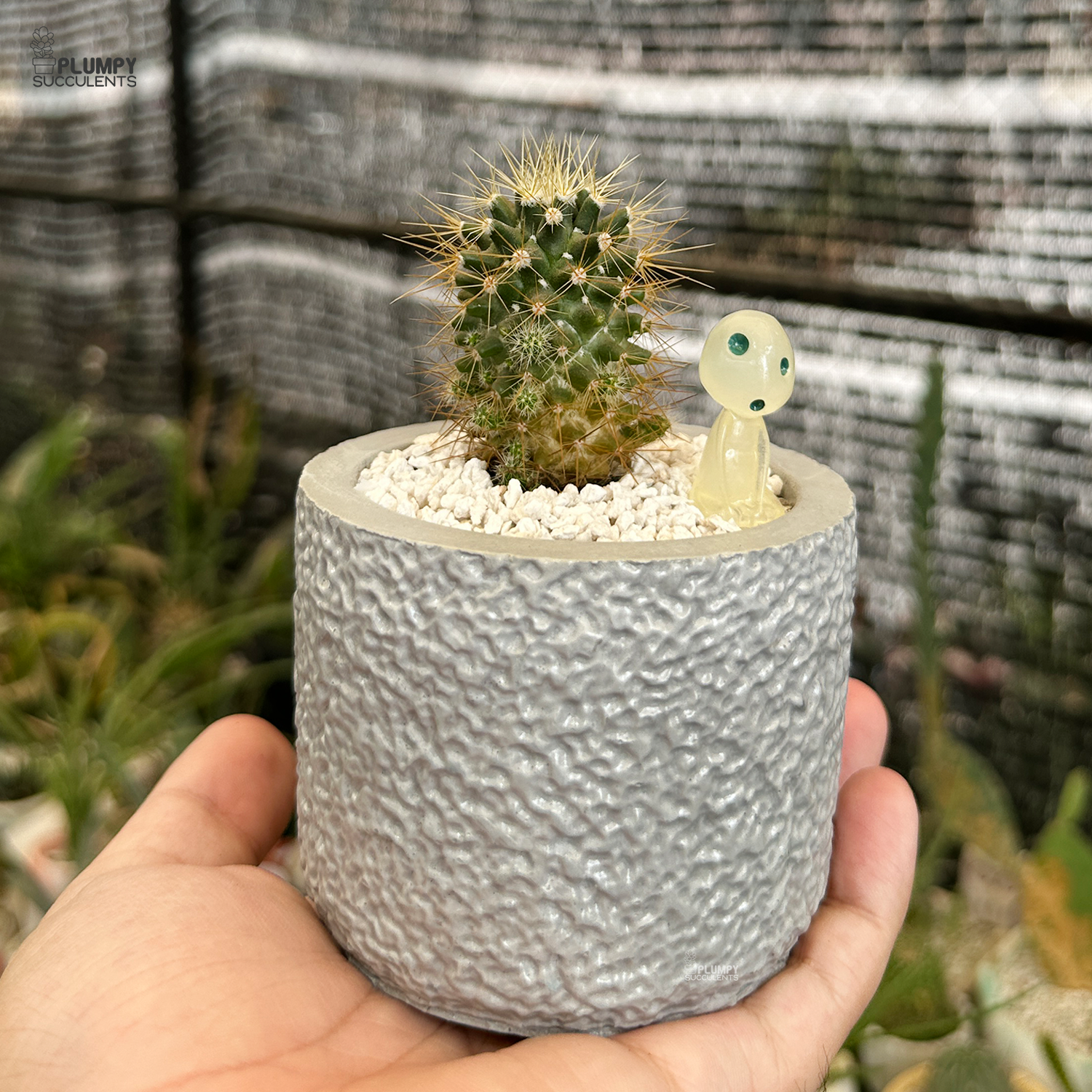 mammillaria succulent Mammillaria Golden Thorns – Plumpy Succulents