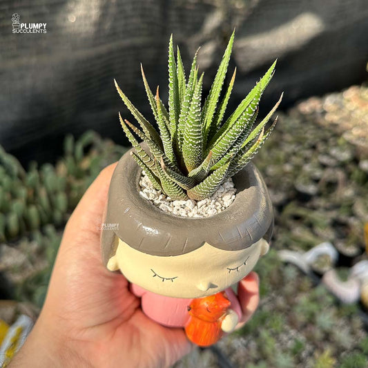 Haworthia Zebra in Girl with Pet Fox Planter