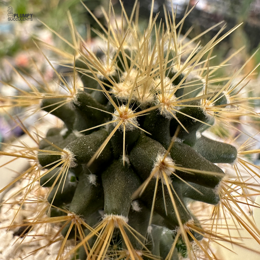 Mammillaria Golden Thorns