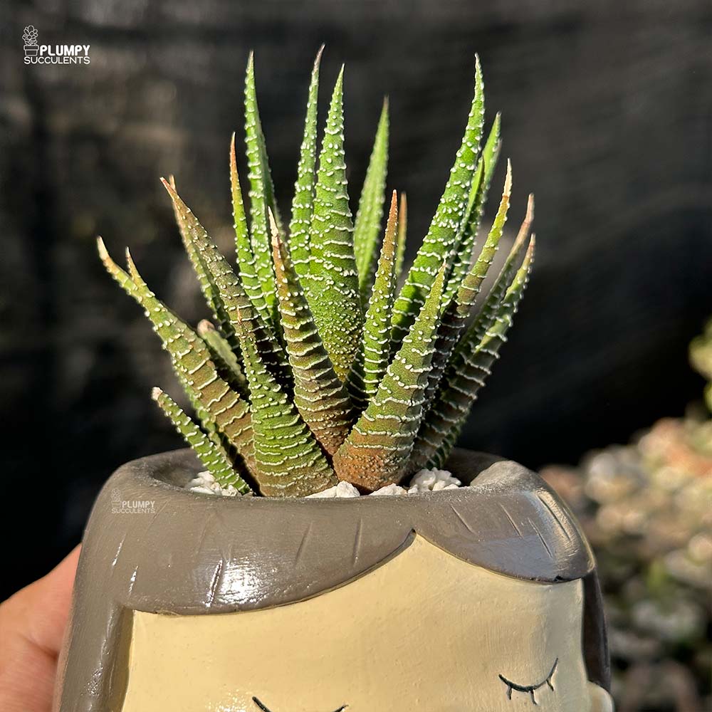 Haworthia Zebra in Girl with Pet Fox Planter