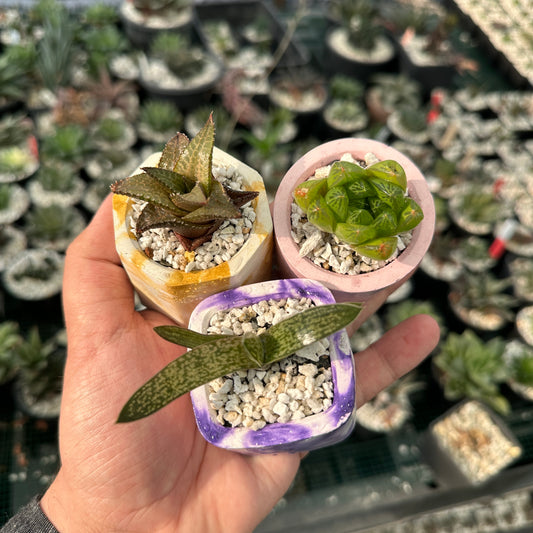 Set of 3 Succulent (Indoor)