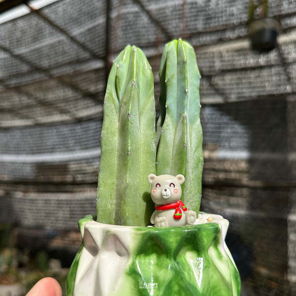 Myrtillocactus Geometrizans ( Blue Candle Cactus)