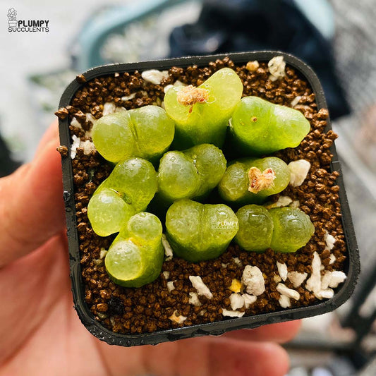 Conophytum Maughanii, 9 Pcs in Pot (Exotic Variety)