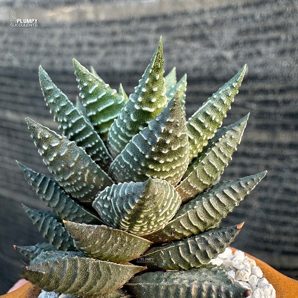 Haworthia Coarcatata Hybrid in Fox Planter