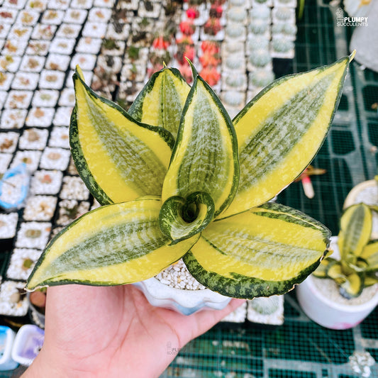 Sansveria Golden Hahnii (Snake Plant)