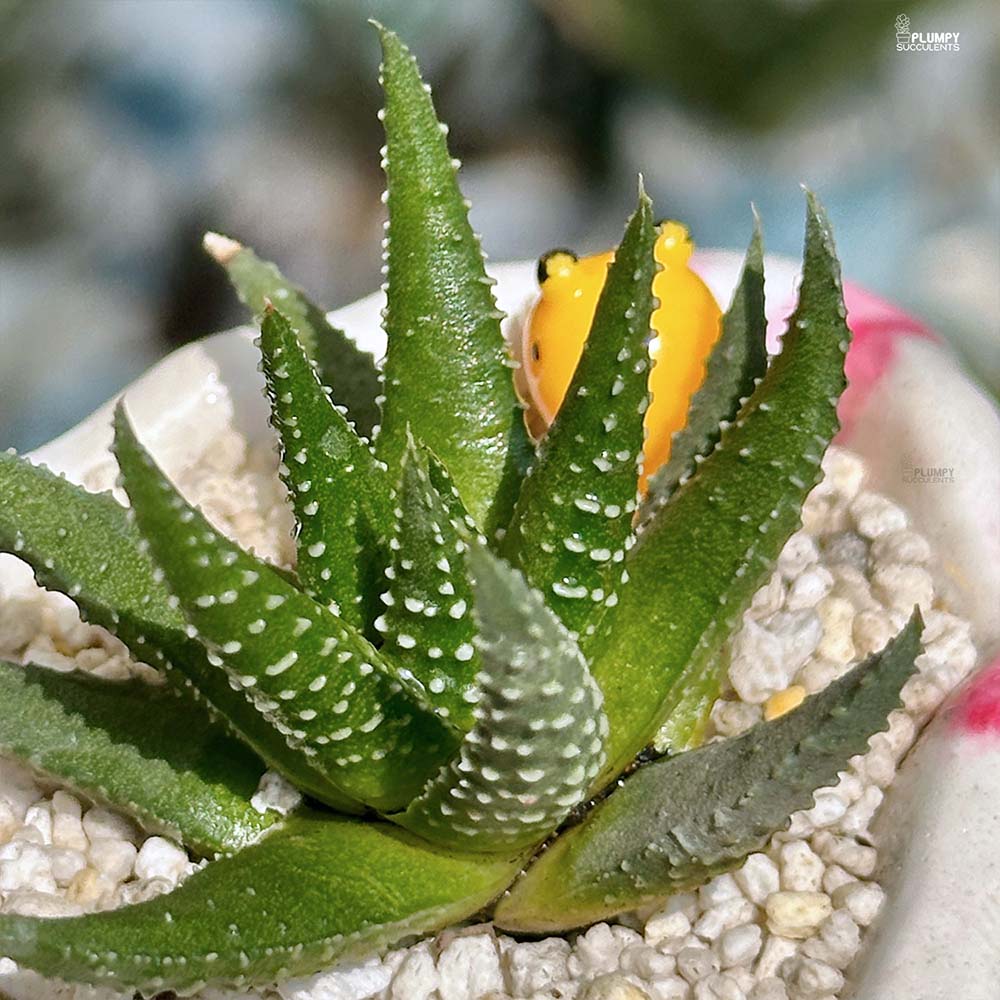 Haworthia Pumila- Honeybee jungle