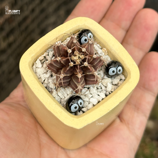 Gymno Cactus