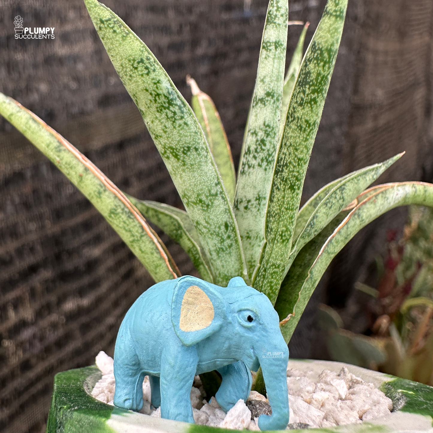 Sansevieria (Snake Plant)