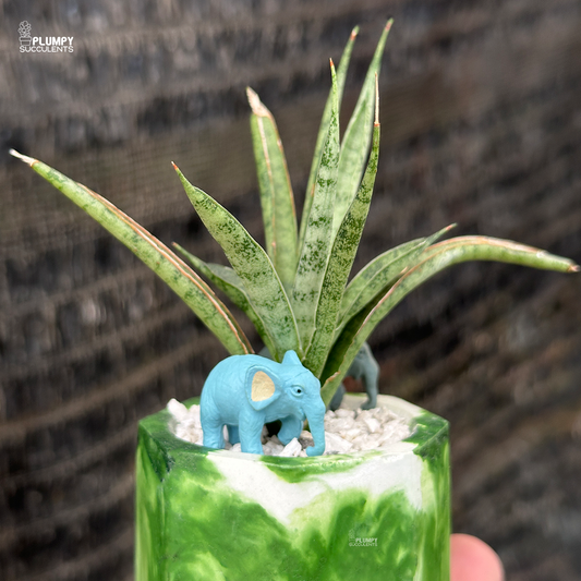 Sansevieria (Snake Plant)