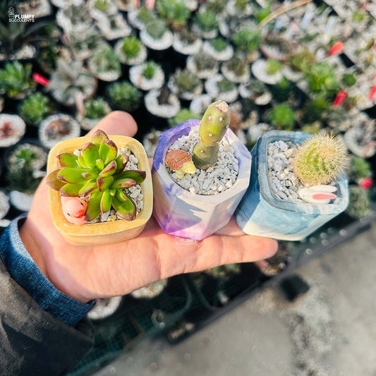 Set of 3 Succulents