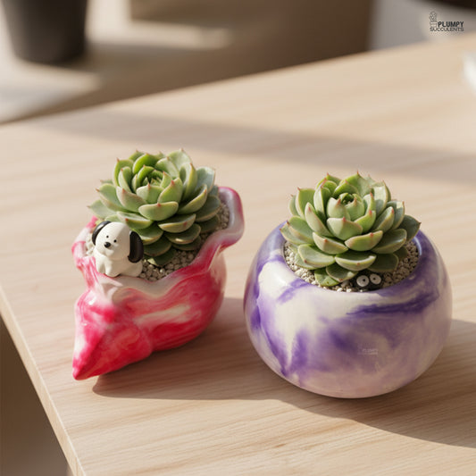 Echeveria Ben Badis β Mini Rosettes