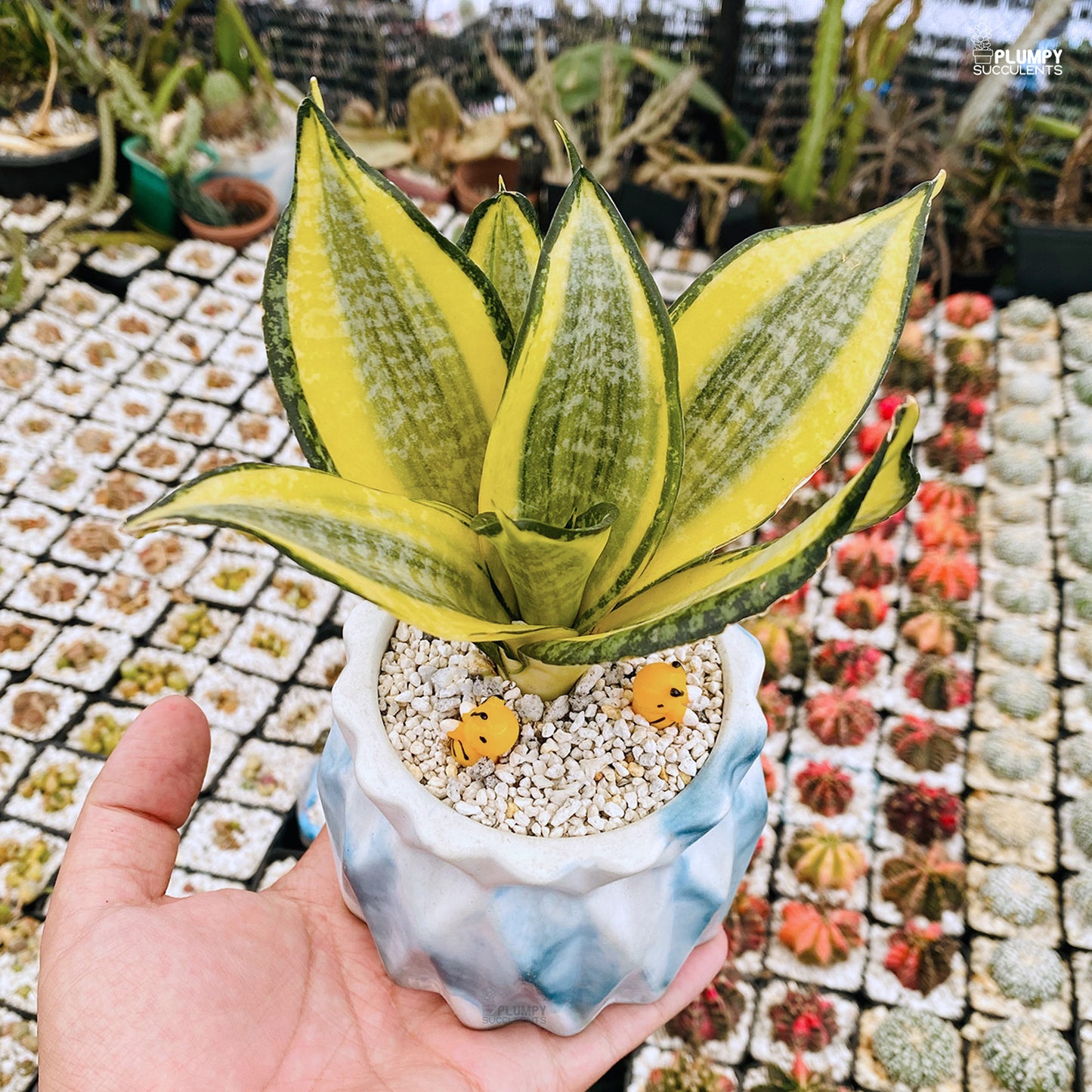 Sansveria Golden Hahnii (Snake Plant)
