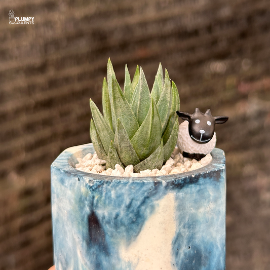 Haworthia Gluca in 2 inch planter