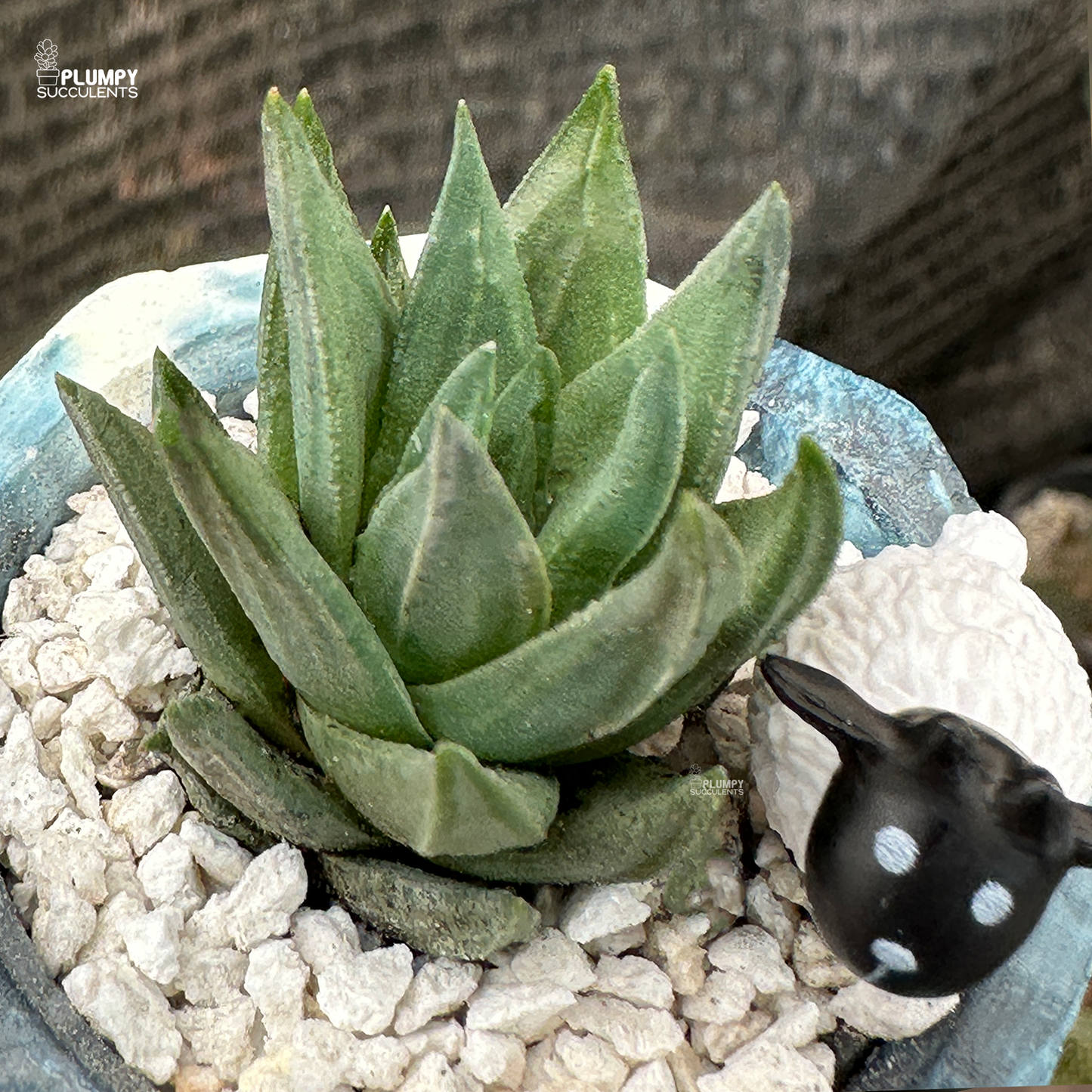 Haworthia Gluca in 2 inch planter
