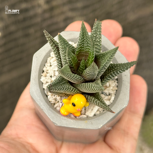 Haworthia Limifolia x fasicata
