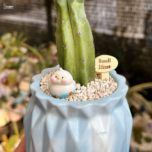 Myrtillocactus Geometrizans - Blue Candle Cactus