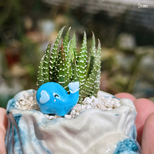 Haworthia Reinwardtii - Love Elephant