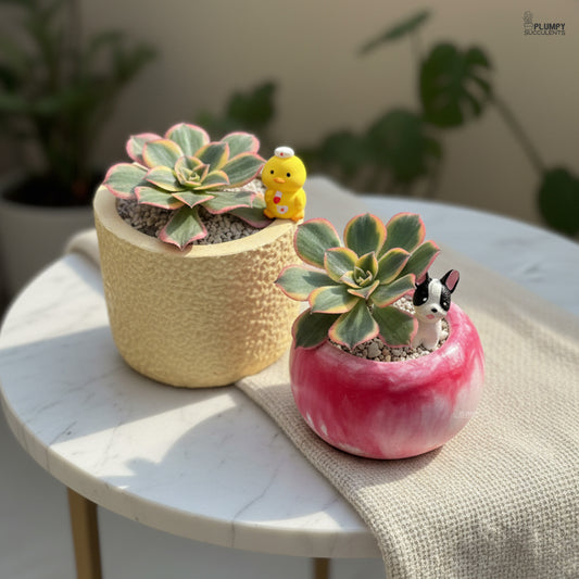 Aeonium Sunburst β Blush Pink Rosettes